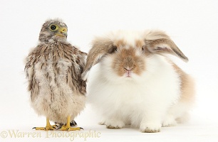 Baby Kestrel chick and young rabbit