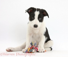 Black-and-white Border Collie pup with ragger toy