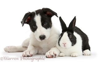 Black-and-white Border Collie pup and Dutch rabbit