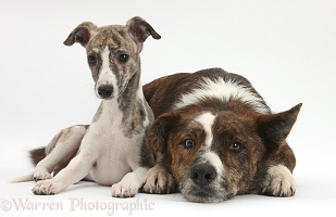 Whippet pup and mongrel dog