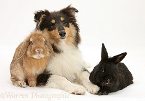 Rough Collie and rabbits