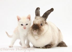 Cream kitten and colourpoint rabbit