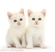 Cream kittens