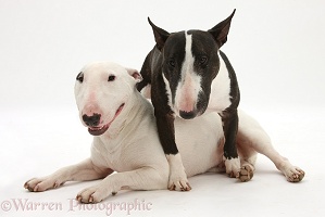 Miniature Bull Terrier bitch and dog