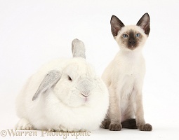 Siamese kitten, 10 weeks old, and white rabbit