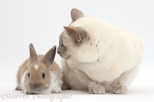 Siamese-cross cat and baby rabbit