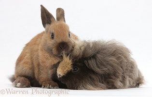 Long-haired Guinea pig and young rabbit