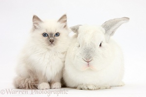 Blue-point kitten with white rabbit