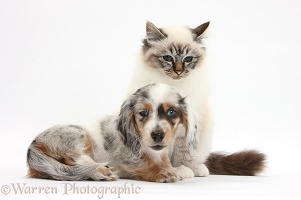 Birman cat and Dapple Dachshund pup