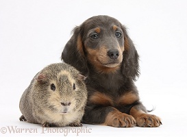 Guinea pig and blue-and-tan Dachshund pup