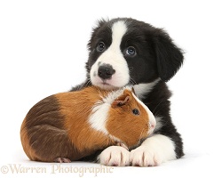 Border Collie pup and Guinea pig