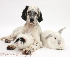 Blue Belton English Setter with rabbit and Guinea pig