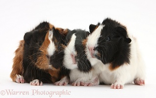 Three tricolour young Guinea pigs