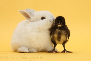 White baby rabbit and bantam chick on yellow background