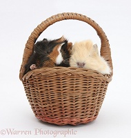 Baby Guinea pigs in a wicker basket