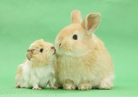 Young bunny with baby Guinea pig