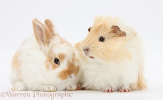 Guinea pig and baby rabbit