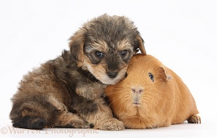 Yorkipoo pup, 6 weeks old, with Guinea pig