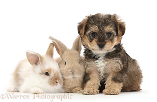 Yorkipoo pup, 6 weeks old, with baby rabbits