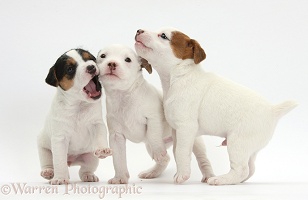 Three playful Jack Russell Terrier puppies, 4 weeks old