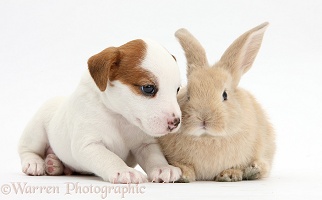 Jack Russell Terrier puppy, 4 weeks old, and young rabbit