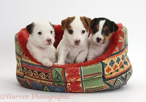 Three Jack Russell Terrier puppies, 4 weeks old