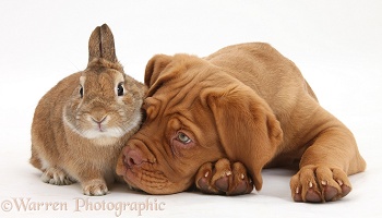 Dogue de Bordeaux pup and rabbit