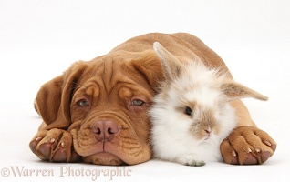 Dogue de Bordeaux pup and rabbit
