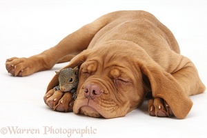 Dogue de Bordeaux pup asleep with Grey Squirrel