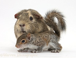 Young Grey Squirrel and Guinea pig