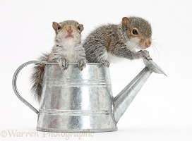 Young Grey Squirrels in a little metal watering can