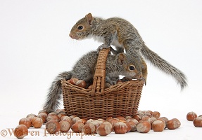 Young Grey Squirrels with wicker basket of hazel nuts