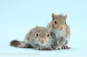 Young Grey Squirrels on blue background