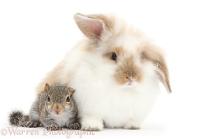 Young Grey Squirrel and fluffy rabbit