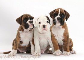 Three Boxer puppies sitting