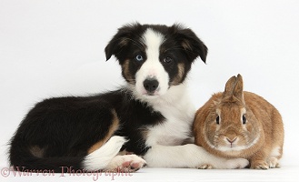 Odd-eyed Tricolour Border Collie pup and rabbit