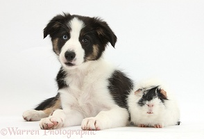 Odd-eyed Tricolour Border Collie pup and Guinea pig
