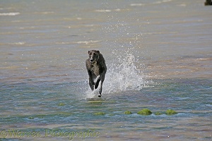 Deerhound lurcher running