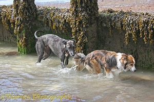 Border collie and deerhound lurcher at the seaside