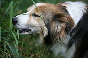 Sable border collie Teal eating grass