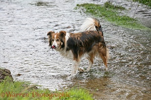 Sable border collie in stream