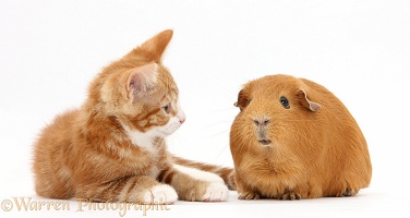 Ginger kitten and Guinea pig