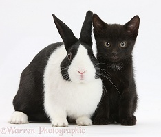 Black kitten with Dutch rabbit