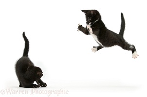 Black-and-white kitten leaping