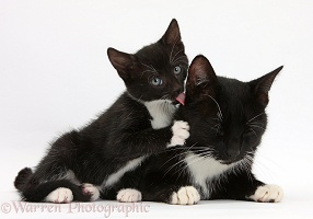 Black-and-white mother cat and kitten
