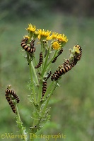 Cinnabar caterpillars