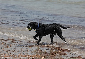 Labrador retriever on beach
