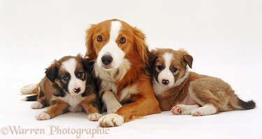 Border Collie and pups
