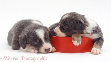 Border Collie pups asleep in a food bowl