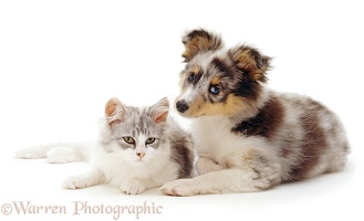 Sheltie pup and kitten